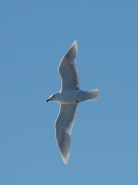 Grönlanninlokki, Iceland Gull, Larus glaucoides